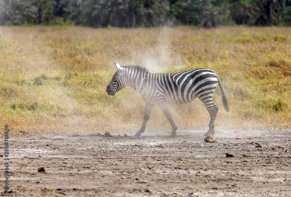 Naklejka premium Zebra shaking off the dust after rolling in the dirt in Amboseli National Park in Kenya Africa KEN