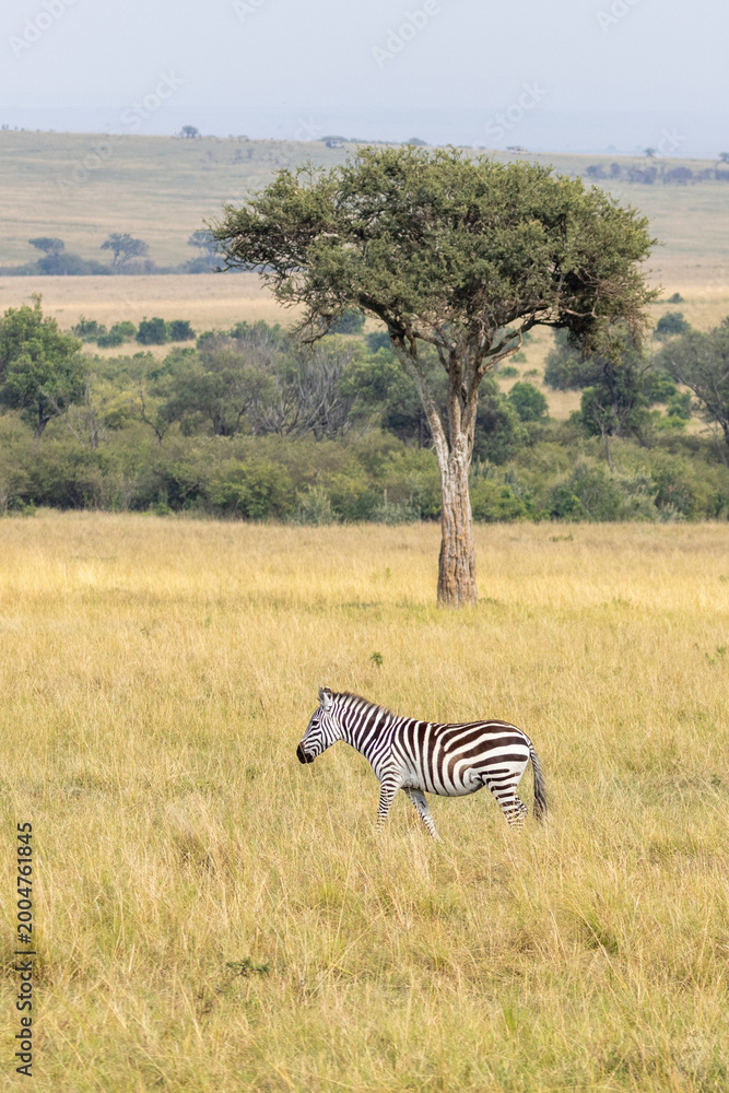 Fototapeta premium Icconic picture of Zebra in front of desert date trees in Masai Mara National Park in East Africa Kenya KEN
