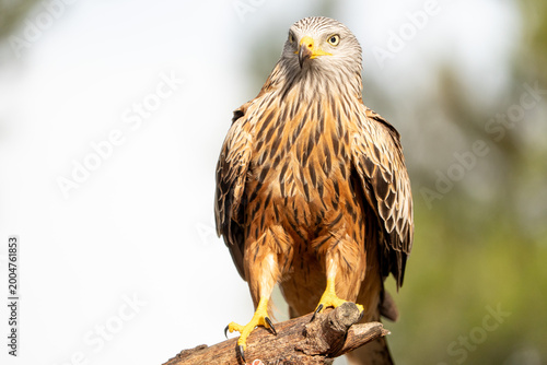 Red kite (Milvus milvus) photographed in Spain
