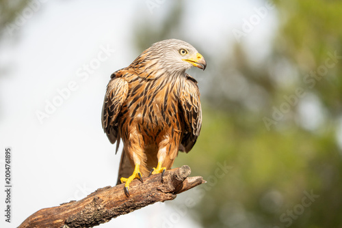Red kite (Milvus milvus) photographed in Spain