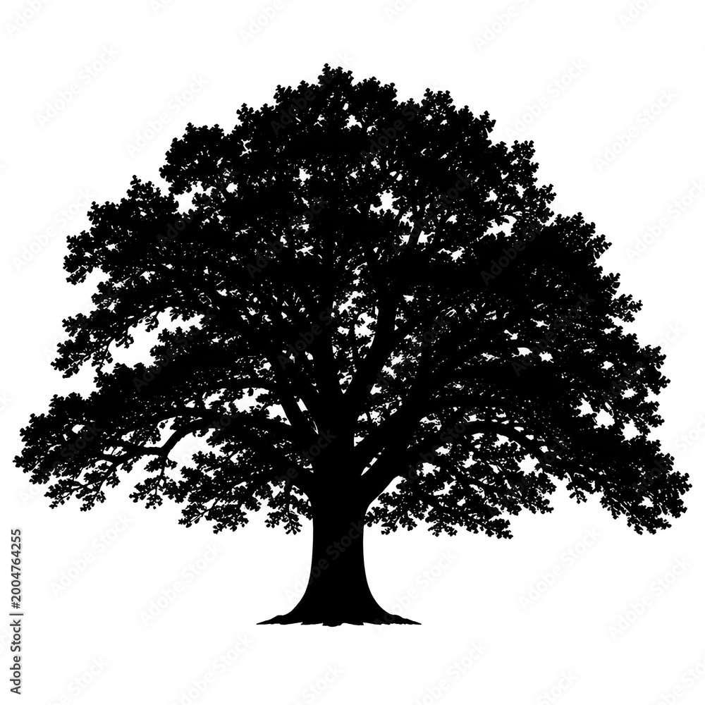 Fototapeta premium Detailed black oak tree silhouette isolated on solid dark background