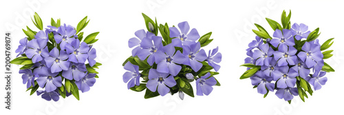 Photos Set of Purple Periwinkle Flower Bunch Isolated on White Background, PNG Oil Pain