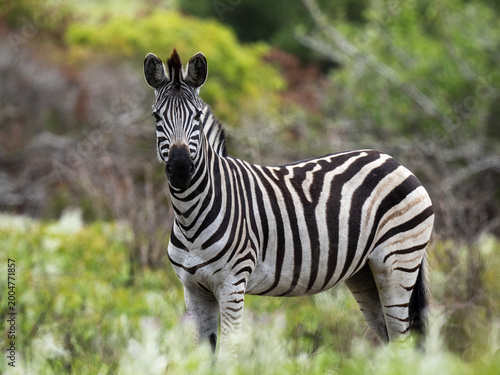 zebras standing in African savanna grassland during wildlife safari in natural wilderness habitat