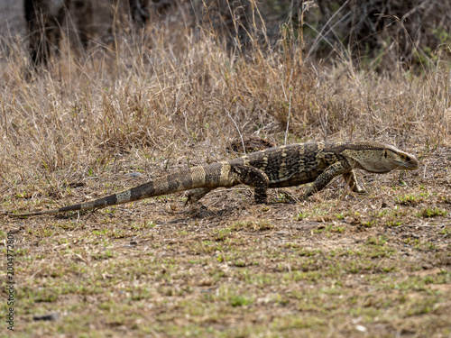 Tablou pe pânză Large monitor lizard moving across dry ground and grass in its natural habitat, wildlife scene with reptile in outdoor environment