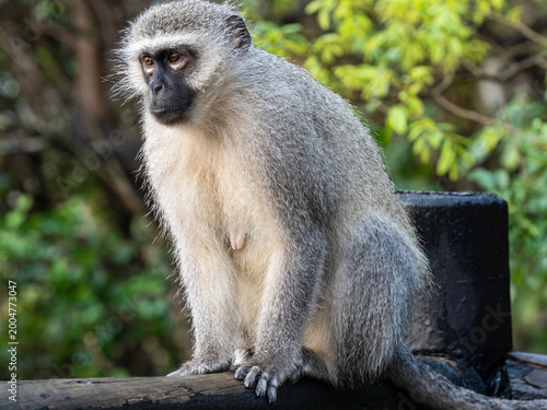 Photography Close-up view of a vervet monkey resting on a branch surrounded by forest vegetation