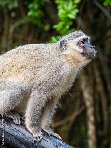 Tableau sur toile Close-up view of a vervet monkey resting on a branch surrounded by forest vegetation