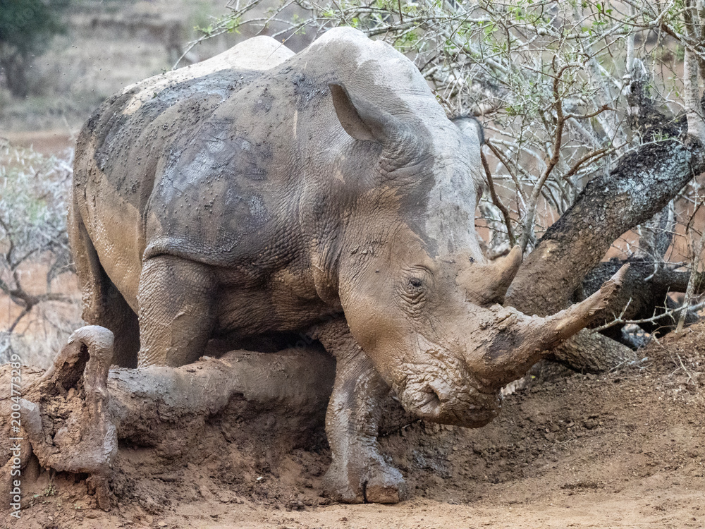 Obraz premium Detailed close-up of a rhinoceros showing textured skin, powerful horn and expressive eye in a natural outdoor habitat.