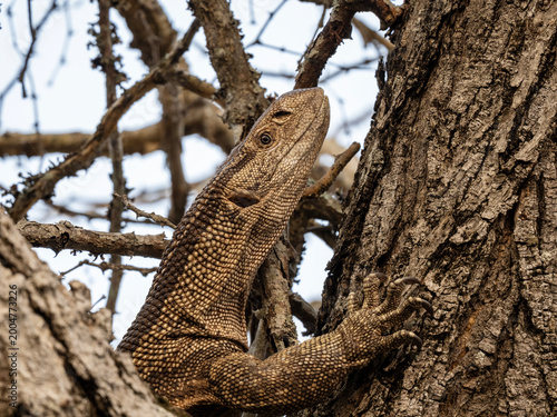 Fotografia Large monitor lizard moving across dry ground and grass in its natural habitat, wildlife scene with reptile in outdoor environment