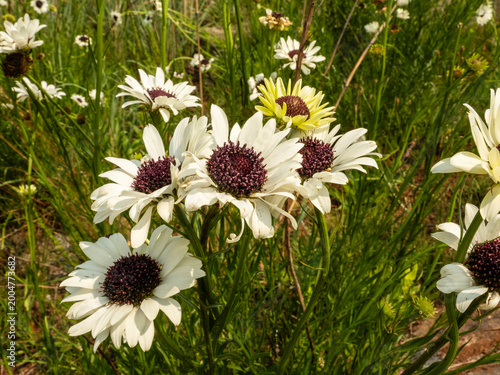 White Cape Daisies Blooming in a Wild Meadow on a Sunny Day