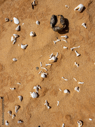 Seashells Scattered on Golden Sand at a Tropical Beach