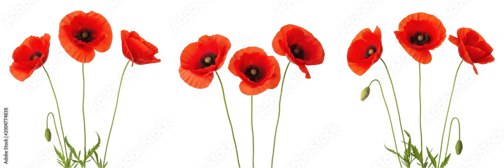 Fototapeta premium Set of Red Poppy Flowers Bunch Isolated on White Background, PNG