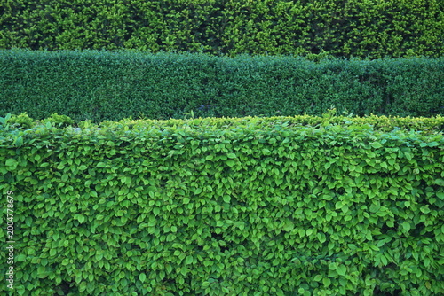 Vibrant Layered Green Garden Hedges Texture with Diverse Foliage Species, Professional Landscaping Privacy Screen and Botanical Wall Background for Nature and Outdoor Living Design Projects.