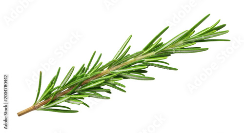 A single, perfect sprig of fresh rosemary with deep-green leaves and glistening dew droplets, oriented diagonally on a crisp white macro background, concept of culinary elegance