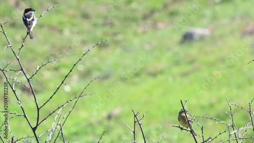 Red-backed Shrike and Cirl Bunting perched on branches in natural habitat, wildlife birds in Turkiye