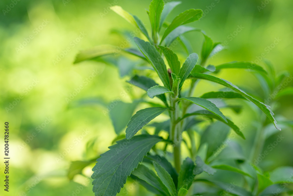 Obraz premium Stevia plant leaves against soft green blurred background with copy space.Bright green stevia leaves. natural sweetener and healthy lifestyle.Green natural sweetener.