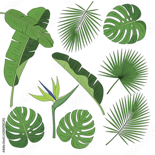 Photos Tropical green leaves and foliage.