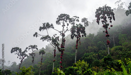 Tall trees with red bromeliads in a misty tropical cloud forest