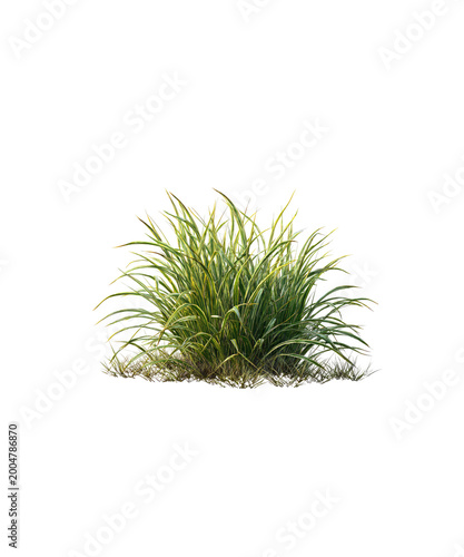 The green trees on transparent - 11