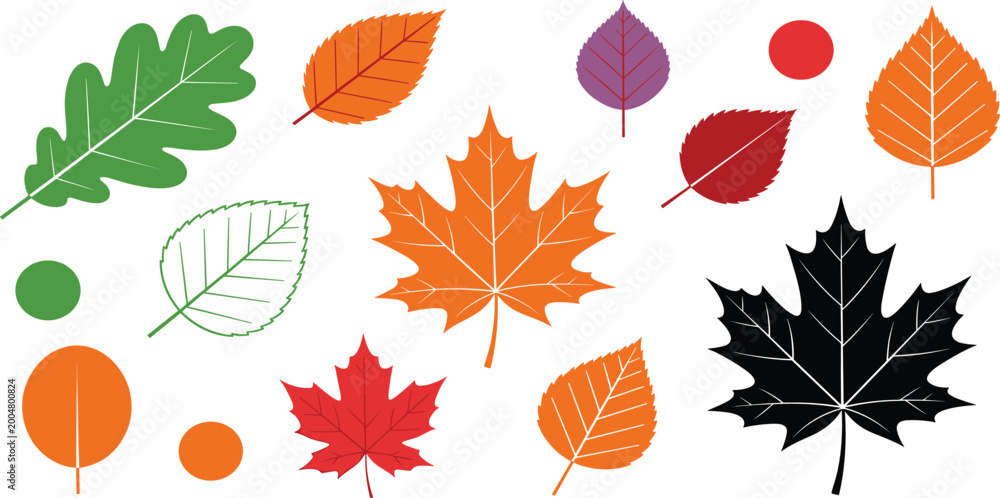 Obraz premium Autumn Leaf Collection Set with Maple Oak and Birch Foliage for Fall Season Nature Designs Thanksgiving Invitations and Botanical Patterns Vector