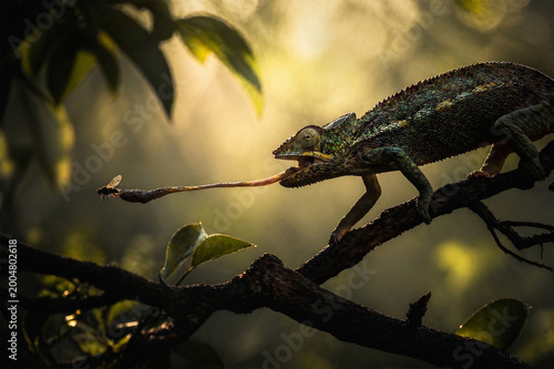 Chameleon on a tree branch catching a fly with its long tongue in the jungle