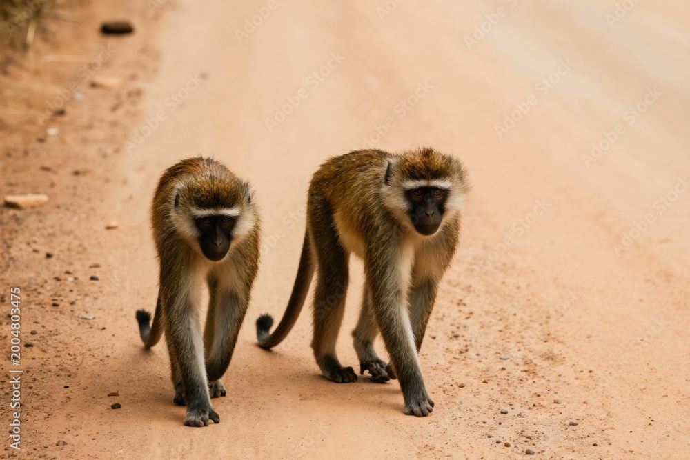 Obraz premium Two vervet monkeys walk on a dusty African road. Wild primates move along dirt path in natural habitat. Animals have grey brown fur, tails curled up. They look curious.