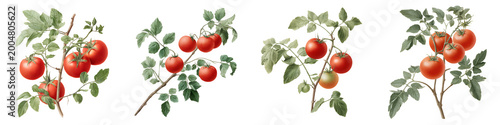 Vintage Botanical Illustration of Tomato Plants on White Background
