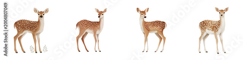 Fallow Deer Illustration Set - Spotted Deer Isolated on White
