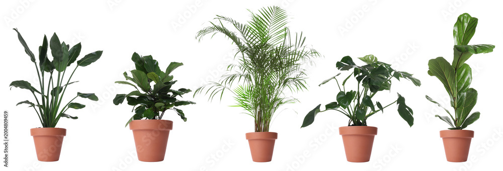 Naklejka premium Different house plants in pots isolated on white, set