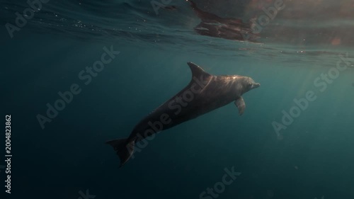 A bottlenose dolphin rises gracefully to the ocean s surface to breathe, gliding through the open sea bathed in beautiful natural light. A serene and captivating moment in the wild marine world.