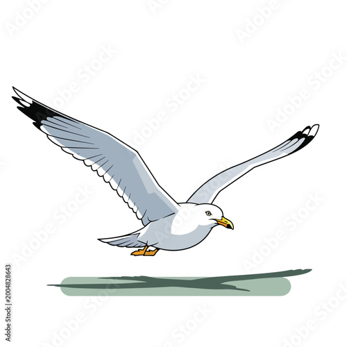 Seagull flying with outstretched wings freely.