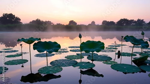 Serene Lotus Pads on Calm Lake at Sunset with Soft Mist, Slow Motion, Cinematic Loop, symbolizing tranquility and peace