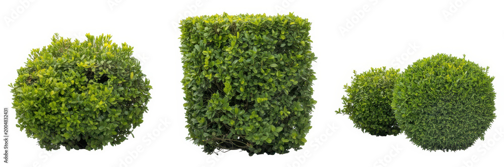 Naklejka premium Three different shaped green garden shrubs isolated on a white background, for landscaping