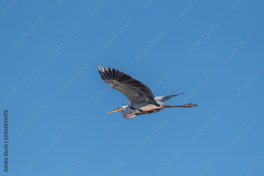 Obraz premium Great Blue Heron Flying Across Blue Sky in Orlando Florida