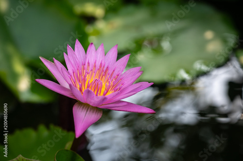 A pink lotus flower blooming in a pond. Lotus are aquatic perennials producing prized flowers rise above water. 