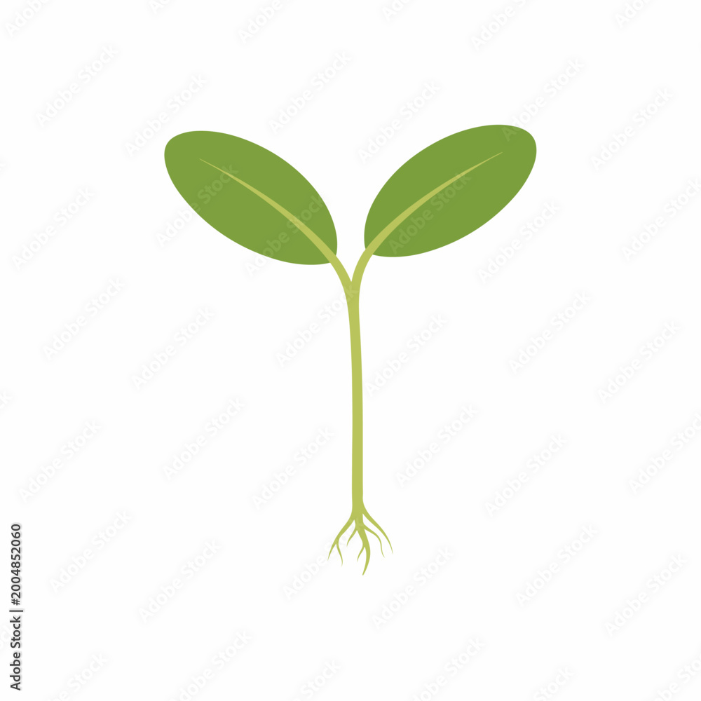 Obraz premium Green plant sprout with leaves growing.