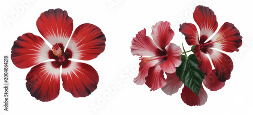 Two red hibiscus flowers with green leaves isolated on a clean white background, for decoration
