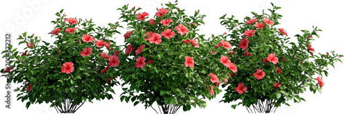 Bright red hibiscus blooms on lush green bush