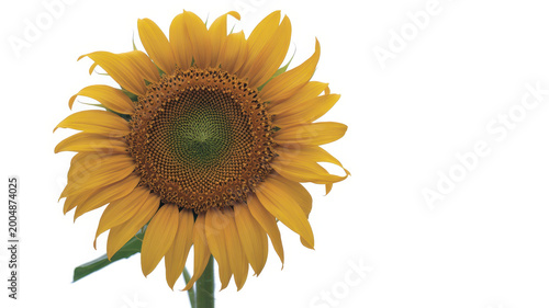 Single large sunflower bloom with yellow petals and dark center isolated on white background