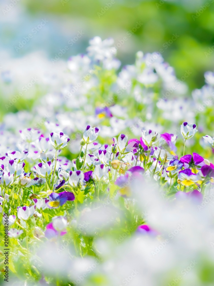 Obraz premium 明るい日差しで透き通る白い花畑。早春の公園や花壇を彩るネモフィラのある風景。ぼんやりした花畑のイメージ。自然風景素材。縦構図