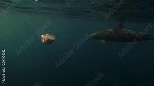 Bottlenose dolphins playfully interact with a porcupine fish in the open sea, displaying rare, intelligent behavior. A unique and fascinating glimpse into wild marine life in its natural habitat.