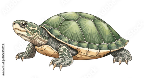 Valokuva Detailed green turtle illustration isolated on white background