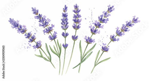 Watercolor lavender sprigs with purple floral design.