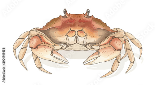 Fotografi Watercolor illustration of a crab on a white background