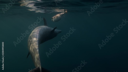 Bottlenose dolphins playfully interact with a porcupine fish in the open sea, displaying rare, intelligent behavior. A unique and fascinating glimpse into wild marine life in its natural habitat.