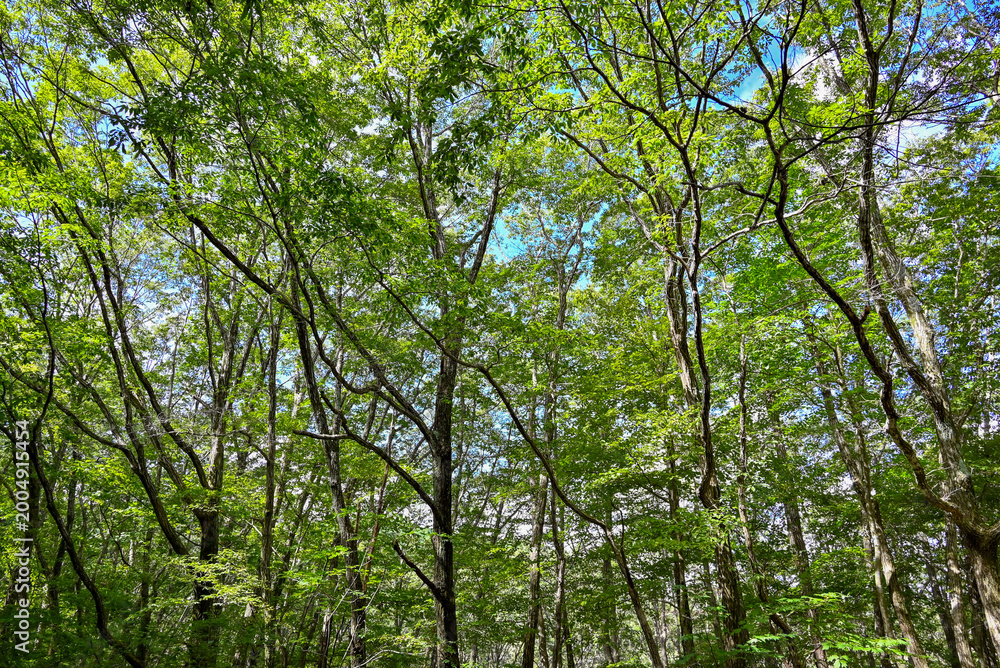 Fototapeta premium Japanese Zelkova