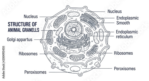 Quadro su tela Animal Cell Structure Diagram Illustration.