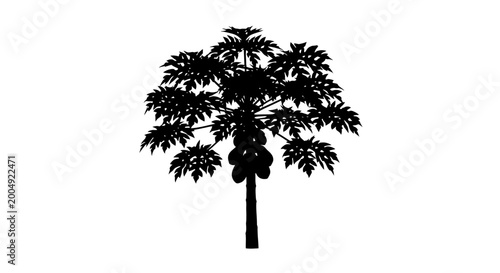 Tableau sur toile Silhouette of a mature papaya tree bearing ripe fruit showcasing lush green foli