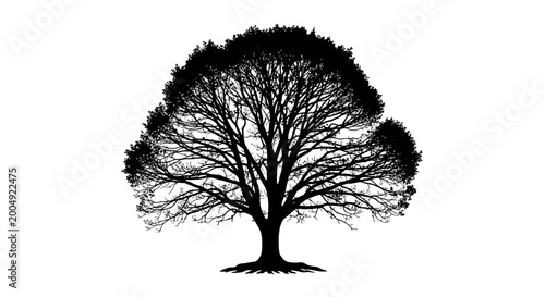 Canvas Print Majestic silhouette of a large mature deciduous tree with intricate branches and