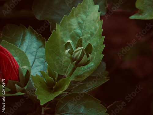 Red Hibiscus Flower Bud Emerging from Deep Green Leaves with Moody Tropical Botanical Background