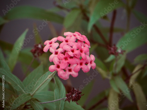 Pink Ixora Flower Cluster Blooming in Lush Tropical Garden with Soft Green Leaves and Natural Botanical Background